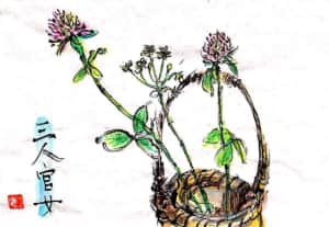 三人官女 〜ニラとクローバーの花〜