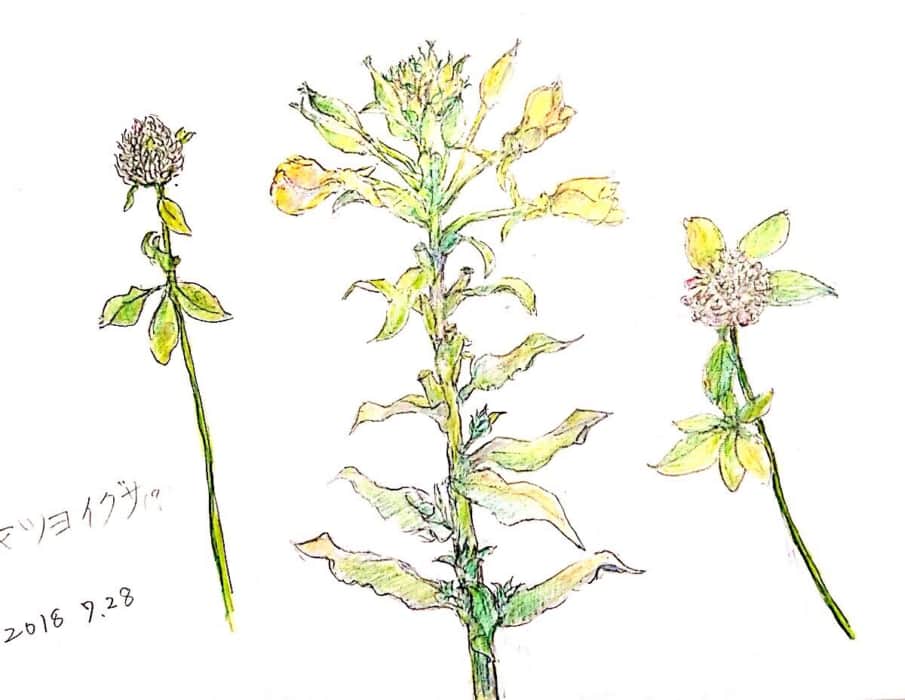 色鉛筆でマツヨイグサの花とクローバー