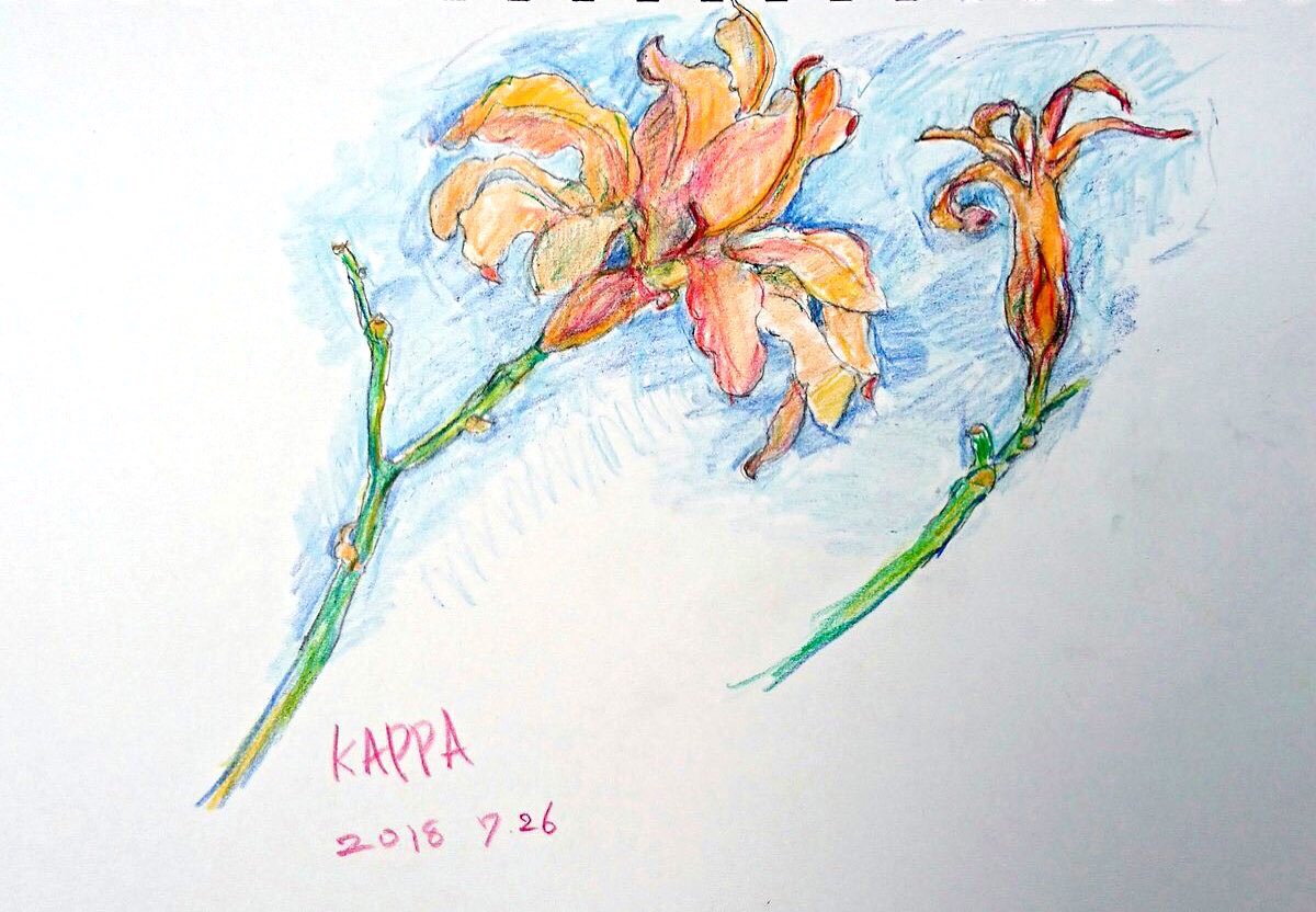 オニユリの花