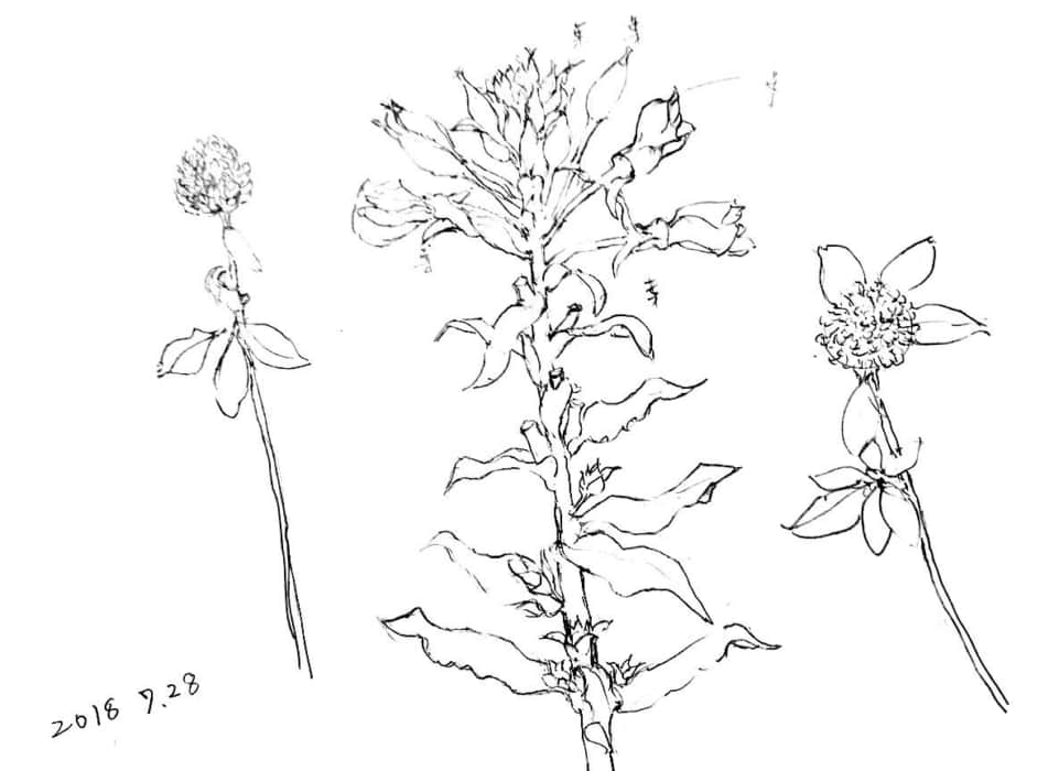 マツヨイグサの花とクローバー