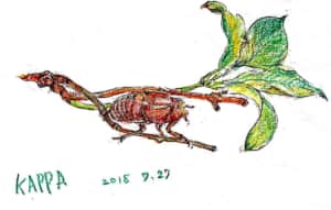 紫陽花に蝉の抜け殻