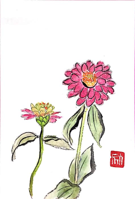 ジニア(百日草)の花
