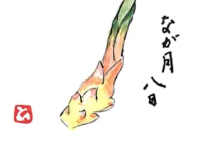 長月八日のミョウガ