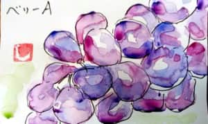 ワインにも生食にも。