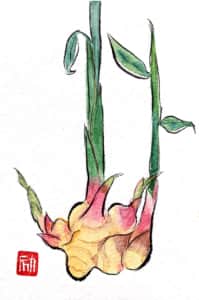 力強いミョウガの絵手紙