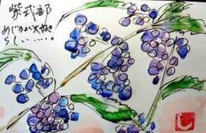 紫式部の実 メジロが大好きらしい…。