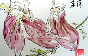 みょうがの絵手紙。