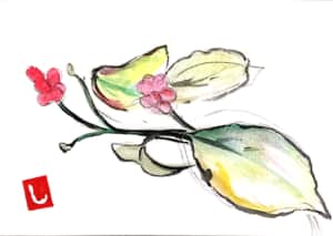 ハナミズキの実。