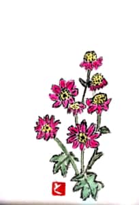 ピンクの百日草ダリア