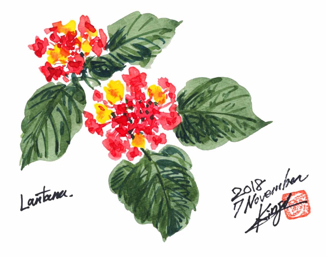 ランタナの花
