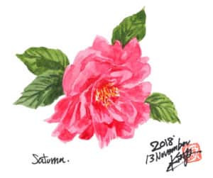 ピンクの山茶花の花