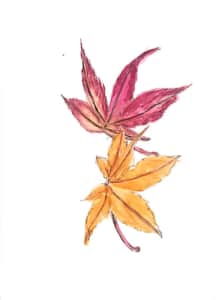 冬の紅葉