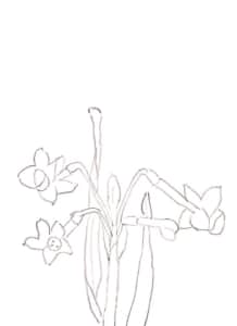 水仙の花のデッサン