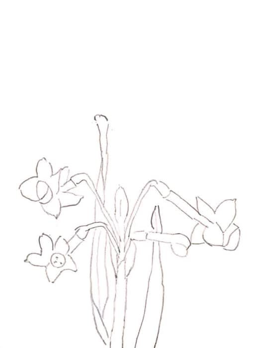 水仙の花のデッサン