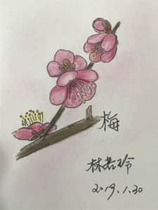 梅の花