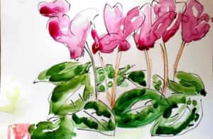 赤いシクラメンの花