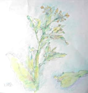 お散歩中の菜の花