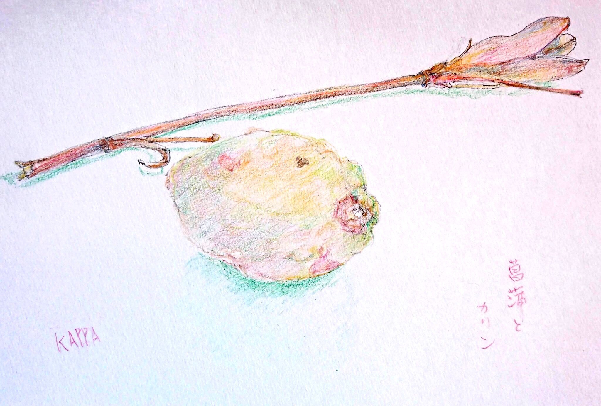 花梨の実と菖蒲の枝