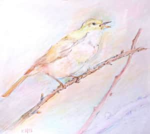 枝の上で鳴くウグイス