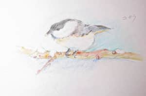 雪の中のコガラ