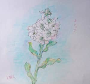 白いストックの花
