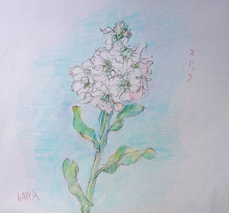 白いストックの花