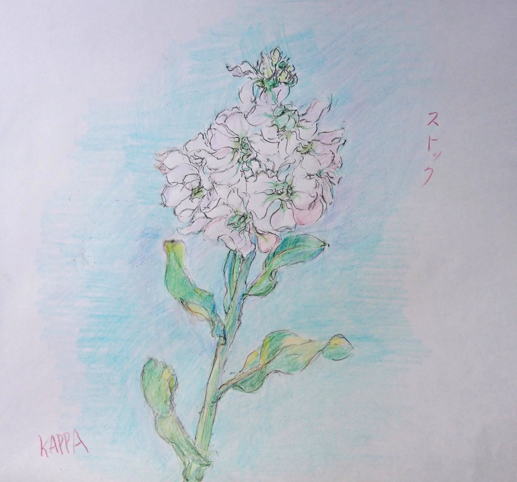 白いストックの花 絵手紙 交流ひろば てがみ倶楽部絵手紙 交流ひろば てがみ倶楽部