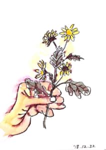白いマーガレットの花を持つ手のデッサン