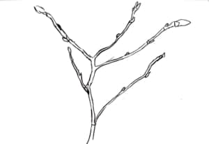 つぼみをたたえた梅の枝のデッサン