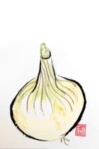 ぽつりと、新玉ねぎ