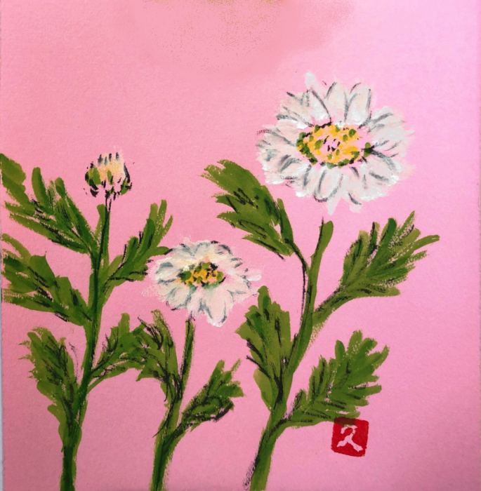 白いマーガレットの花