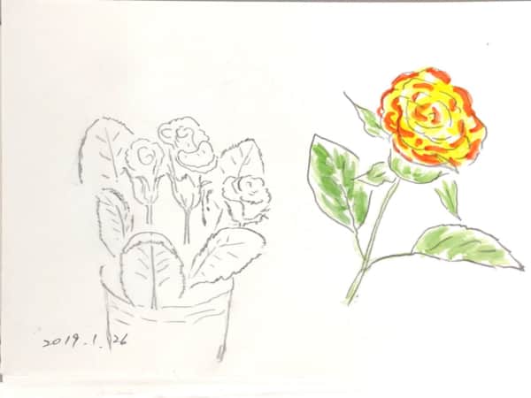黄バラの花のデッサン