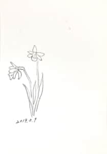 水仙の花のデッサン