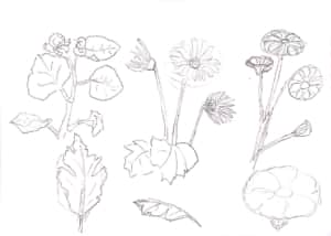 花々のデッサン