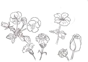 バラやパンジーの花のデッサン