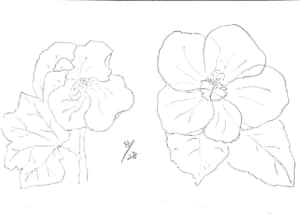 タチアオイと日々草の花の八月デッサン