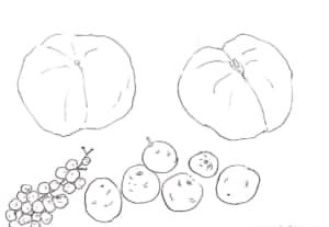 木の実のデッサン