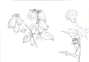 カンパニュラの花のデッサン