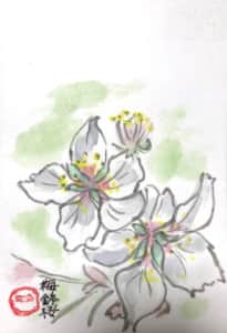 桜川のサクラ「梅鉢桜」