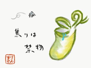 焦りは禁物 〜ウツボカズラ〜