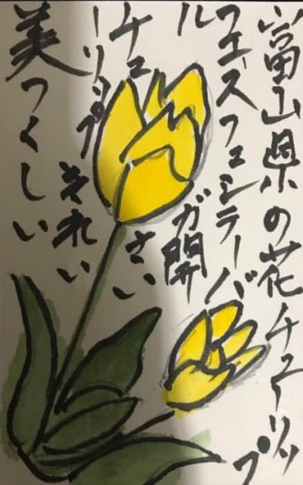 富山県の花チューリップフェステバル開催 チューリッブ綺麗 美しい 絵手紙 交流ひろば てがみ倶楽部絵手紙 交流ひろば てがみ倶楽部