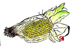 とうもろこし