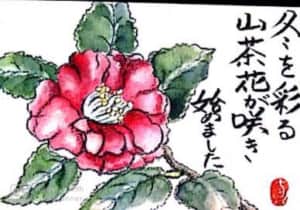 冬を彩る山茶花