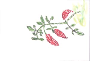 南天の実のデッサン