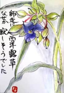 師走の西洋露草