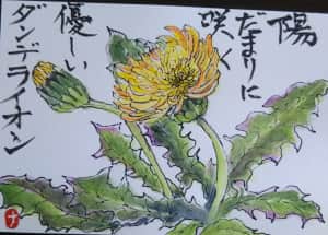 優しいダンデライオン