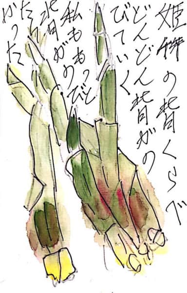 姫竹の背比べ