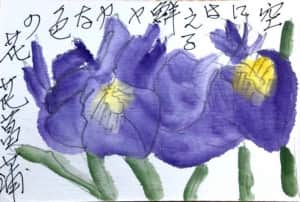 空にはえる鮮やかな色の花菖蒲