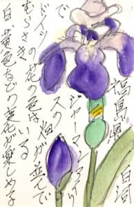 福島県白河市ジャアーマンアイリスの畑が並んでいる