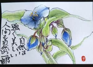露草